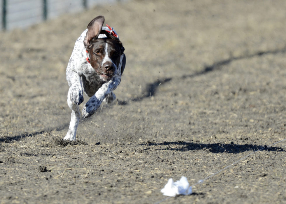 Fast Cat Track Dogs FastCAT | Capitol Dog Training Club of Austin